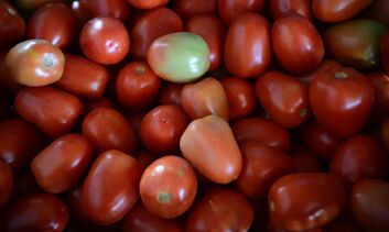 Produção de tomate de inverno em São Paulo deve cair 1,9% na safra 2025/26