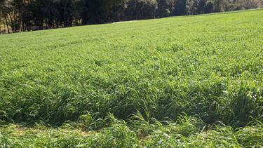 Aveia-preta é cultura polivalente para o produtor