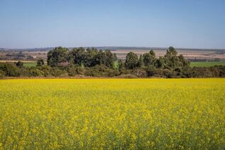Canola desponta como matéria-prima para fabricação de biodiesel