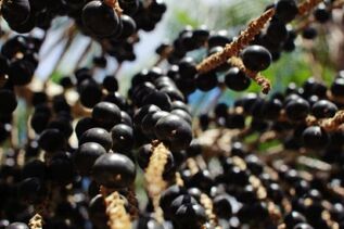 Mais de 85% dos estabelecimentos agropecuários na Amazônia pertencem à agricultura familiar, diz FAO