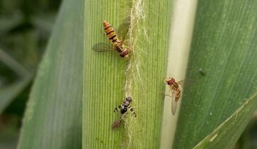 Mosca-sirfídeo ajuda a controlar pulgão em lavouras de sorgo de Minas Gerais