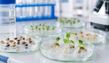Novo material desponta com potencial para tratamento de sementes