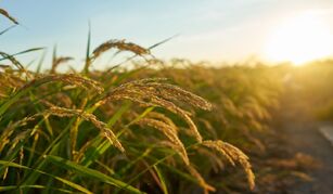 Ufla desenvolve variedades para ampliar produção de arroz sequeiro