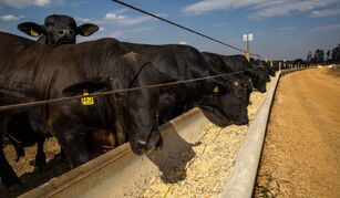 CJ CheilJedang e ADM criam joint venture para aminoácidos destinados à nutrição animal