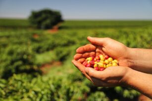 Cooxupé e JDE Peet’s lançam projeto para jovens cafeicultores