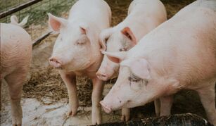 ABPA busca ampliar exportações de carne suína para o Japão