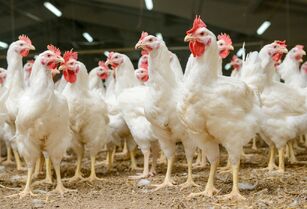 Auditoria da União Europeia considera eficaz o controle brasileiro sobre antimicrobianos nas cadeias de aves e mel