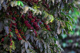 El Niño eleva riscos fitossanitários para safra 2027 de café