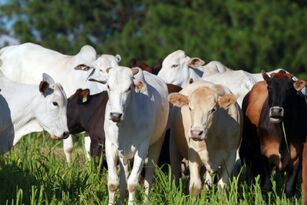 Pecuária responde por um terço do abastecimento global de proteínas, mostra estudo da FAO