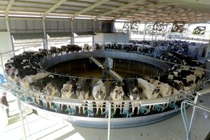 Preço pago ao produtor de leite gaúcho deve fechar setembro com ligeira queda mensal de 0,90%