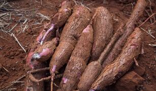 Amafil Alimentos vai investir R$ 80 milhões em fábrica de mandioca no Paraná