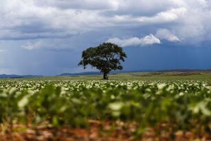 Agro vai defender na COP31 valor econômico para ativos ambientais conservados dentro das propriedades rurais