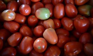 Produção de tomate de inverno em São Paulo deve cair 1,9% na safra 2025/26