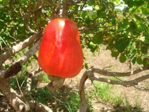 Pesquisa amplia uso do cajueiro para além da indústria de alimentos