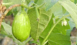 Cultivo de jiló: como plantar, produzir e colher