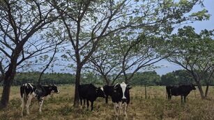 Estudo da Embrapa aponta vantagens de árvore nativa sobre eucalipto em sistemas silvipastoris
