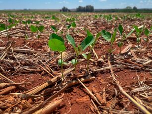 Plantio da safra de soja em MT avança para 33,28% da área prevista