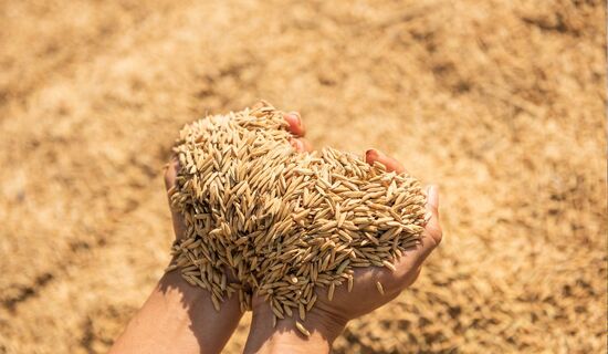 Cadeia produtiva do arroz enfrenta conjuntura de custos altos e margens pressionadas