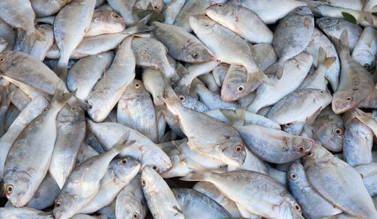 Cenário de tarifas dos EUA para pescados é incerto para 2027, diz Abipesca
