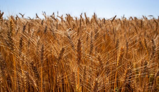 Abitrigo estima que demanda nacional pelo cereal pode chegar a 9 milhões de toneladas