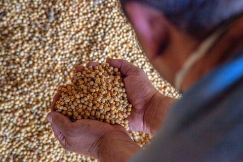 Alta da soja dá novo impulso às vendas da oleaginosa em MT