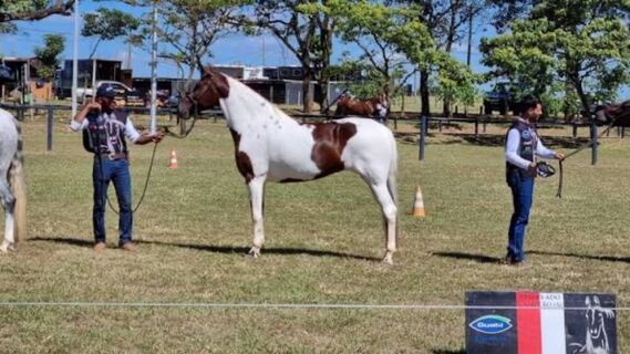 CNA lança no dia 18 de novembro estudo sobre o agronegócio do cavalo no Brasil