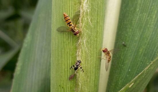 Mosca-sirfídeo ajuda a controlar pulgão em lavouras de sorgo de Minas Gerais