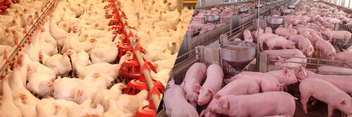 ABPA promove diálogo sobre parceria com Coreia do Sul para a segurança alimentar