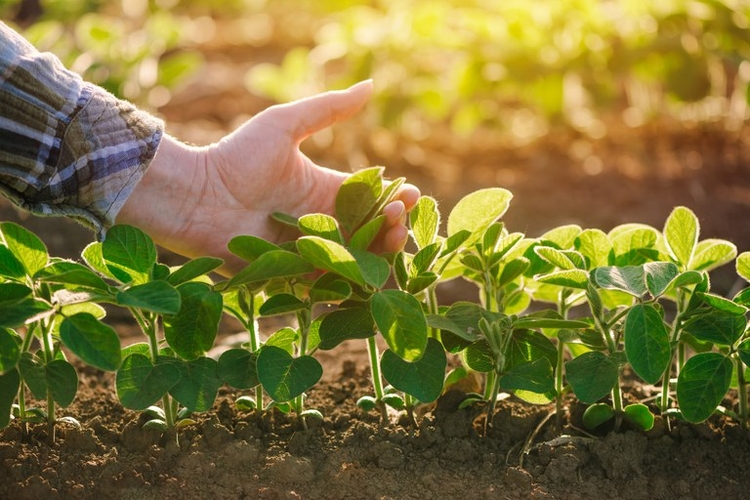 Agro tem a melhor reputação corporativa do Brasil, destaca pesquisa