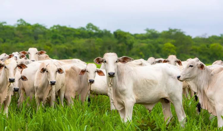 Indicador do Boi DATAGRO: valor médio da arroba do boi gordo fecha a segunda-feira (02) em R$ 352,91
