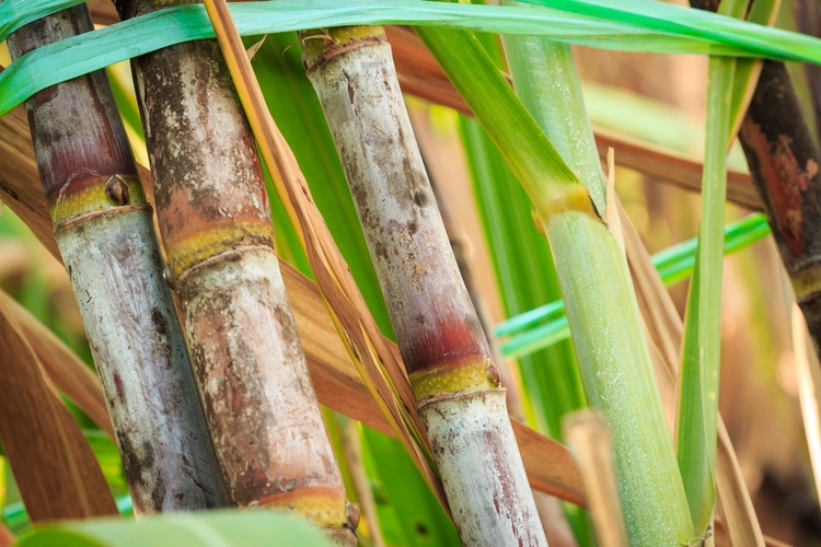 IAC recomenda estratégias de manejo na cana para aumento da produtividade agroindustrial