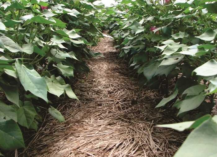 Plantas daninhas provocam perdas de 15% na produção mundial de grãos