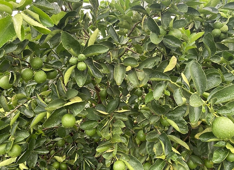 Pesquisa desenvolve limão Tahiti com produtividade superior