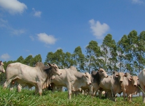 Secretaria de Agricultura do Rio de Janeiro e Rede ILPF assinam acordo para expansão do Sistema Integração-Lavoura-Pecuária-Floresta no estado