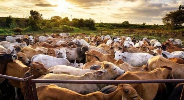 Indicador do Boi DATAGRO: valor médio da arroba do boi gordo fechou a terça-feira (7) em R$ 363,43