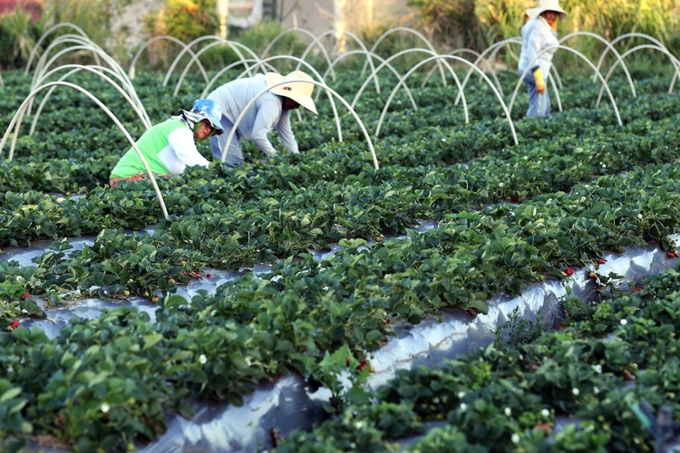 Proposta para ampliar transparência e segurança jurídica ao pequeno produtor rural avança na Câmara