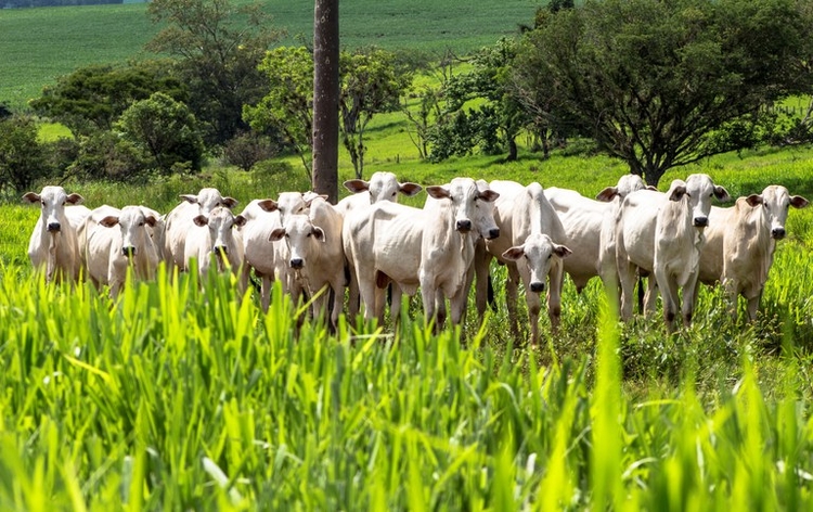 Indicador do Boi DATAGRO: valor médio da arroba do boi gordo fechou a quinta-feira (9) em R$ 364,43