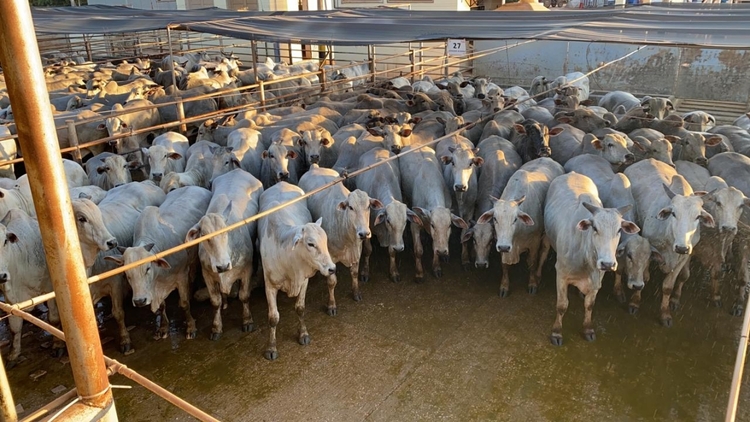 Confinamento bovino: Região Sudeste apresenta menor custo alimentar no acumulado do ano