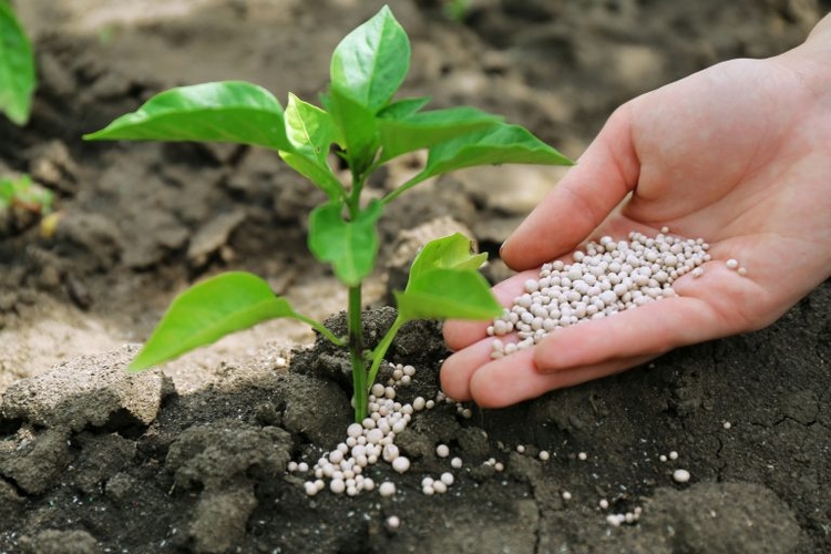 Entregas de fertilizantes crescem 5,3% em janeiro no comparativo anual