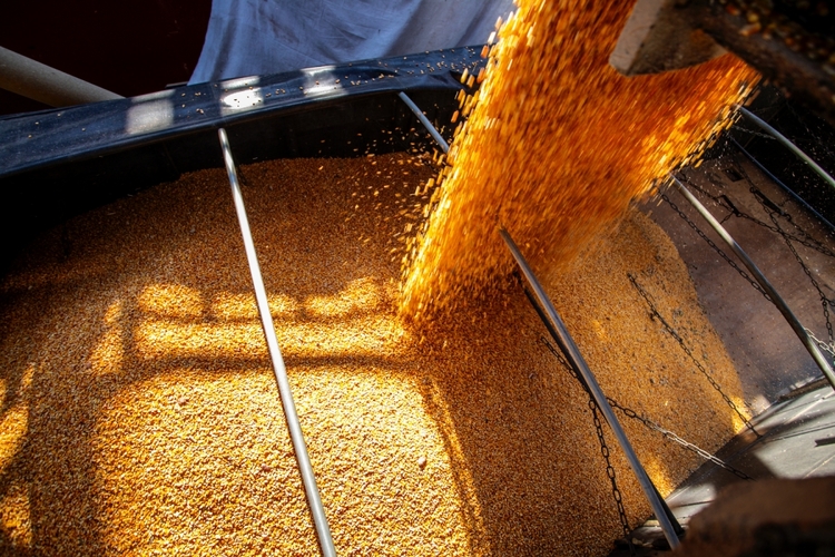 Valor Bruto da Produção de milho em MT deve chegar a R$ 38,69 bi na safra 2025/26