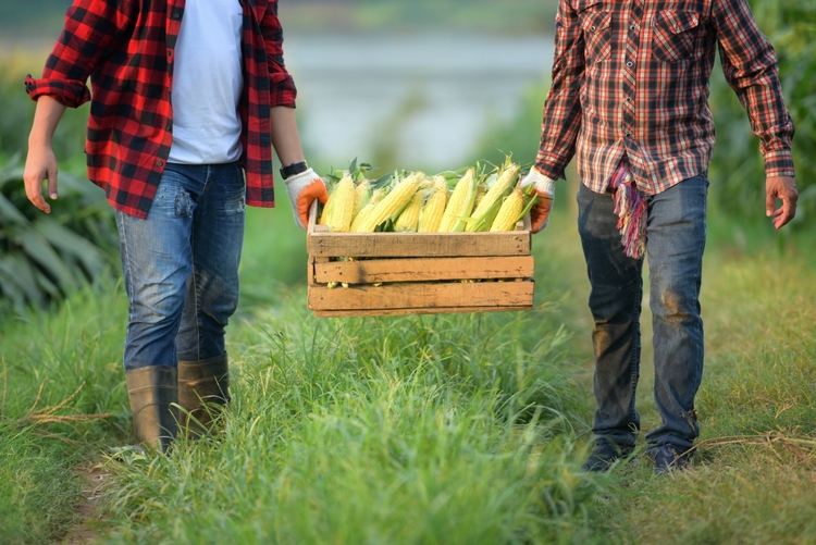 Fonte: shutterstock