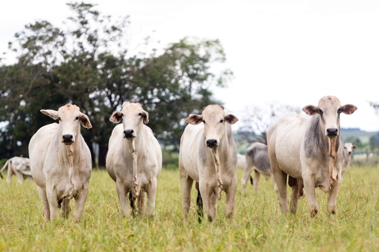 Indicador do Boi DATAGRO: valor médio da arroba do boi gordo fechou a segunda-feira (11) em R$ 345,83