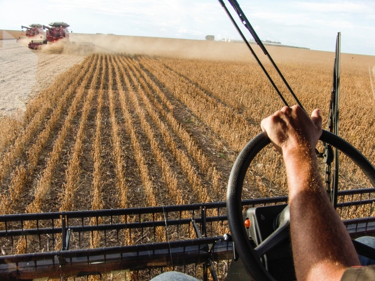 MATO GROSSO, BRAZIL - MARCH 02, 2008: Mass soybean harvesting at a farm in Mato Grosso