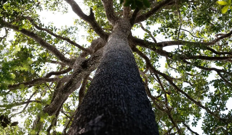 Fundo Amazônia destina R$ 34,6 mi para produção agroecológica
